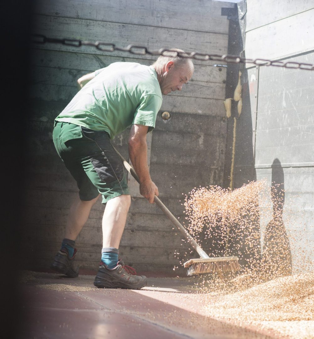 Male farmer sweeping wheat in trailer